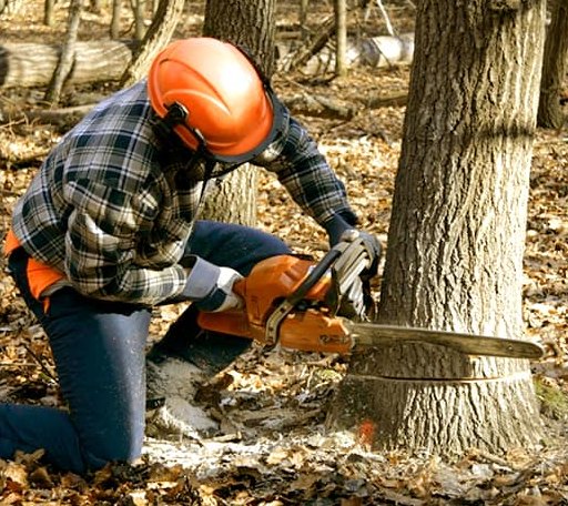 Tree Removal in Wadsworth, TX